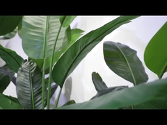 فيديو القسم الدوار