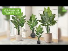 نخلة المسافر الاصطناعية مع حواف أوراق واقعية 160 سم 180 سم | نبات طائر الجنة الصناعي الشبيه بالحياة