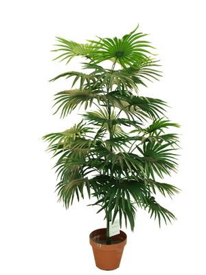 105 سم ارتفاع الاصطناعي بوعاء النباتات البسيطة مروحة شجرة النخيل