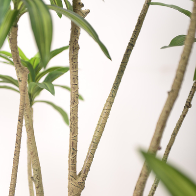 Artificial special-shaped dracaena Reflexa tree green home deco hotel office potted tree
