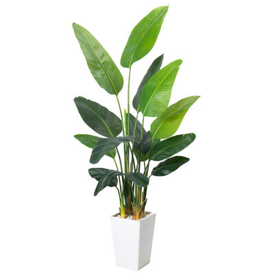 Artificial Bird of Paradise Plant 6.8FT - Luxury Faux Palm Tree in White Planter for Indoor Office Decor
