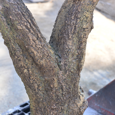 Customized Realistic UV Resistant Large Indoor Olive Tree​ For Commercial Projects Residential Use