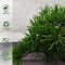 حجم مخصص بونساي الاصطناعي مكتب الحرير بوعاء Palnts مكتب الديكور فيبي النباتات الخضراء
