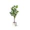 120 سنتيمتر 160 سنتيمتر Ficus Lyrata منزل نباتات أرضية نباتات منعشة دائمة الخضرة