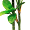 نباتات المناظر الطبيعية الاصطناعية Dieffenbachia المضادة للأشعة فوق البنفسجية دائمة الخضرة تبحث عن شجرة فو طبيعية