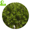 شجرة توبياري اصطناعية مضادة للبهت ، شجرة لولبية صناعية 110 سم