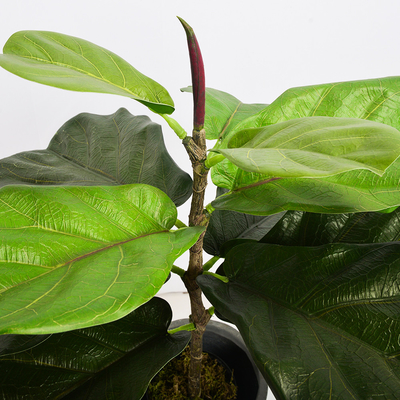Modern Plastic Fiddle Leaf Fig Home Outdoor Landscaping Garden Decor
