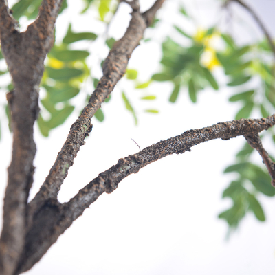 Anti Uv Sunshine Tree Leaves Artificial Bonsai for Dorm Room