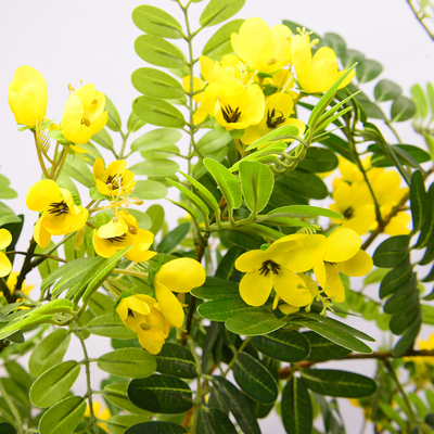 Artificial cassia flowering tree yellow home deco hotel office potted tree
